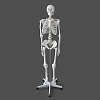 Модель «Скелета человека», 170 см, на роликовой подставке